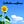 Go to the profile of orthodox sunflower